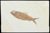 Knightia Fossil Fish - Wyoming #60477-1